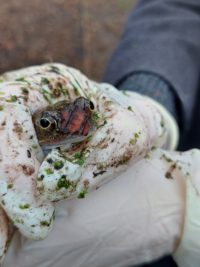 Good close up of frog held in gloved hand